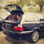 hund in auto einsteigen lernen